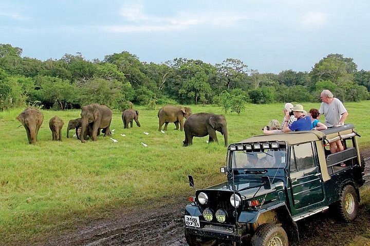 Sri Lankan Elephants (Elephas maximus maximus)  Yala National Park